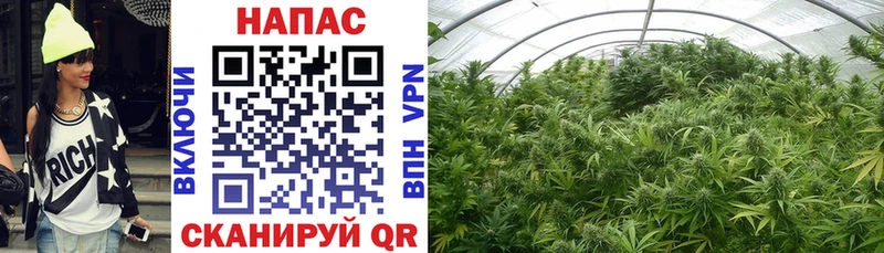 Купить Новомосковск Конопля VHQ